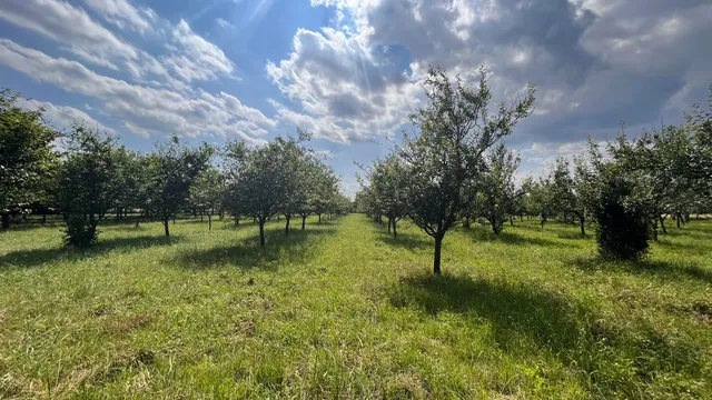 Szombathely eladó külterületi telek 11490 m² telekterületű: 15 millió Ft