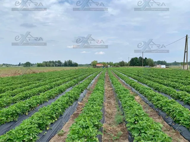 Eladó mezőgazdasági ingatlan Zsombó 6718 nm